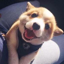 呆狗看爆料视频是真的吗,真相揭秘还是虚假炒作? 第3张 呆狗看爆料视频是真的吗,真相揭秘还是虚假炒作? 第3张